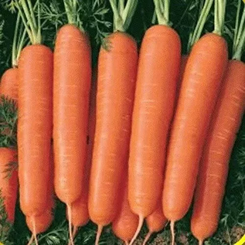 Scarlet Nantes Carrot Seeds