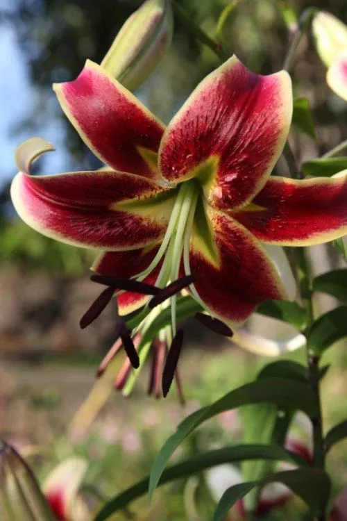 Scheherazade - Lily Bulbs