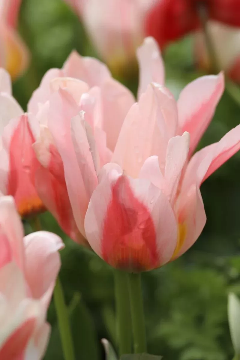 Serano - Tulip Bulbs