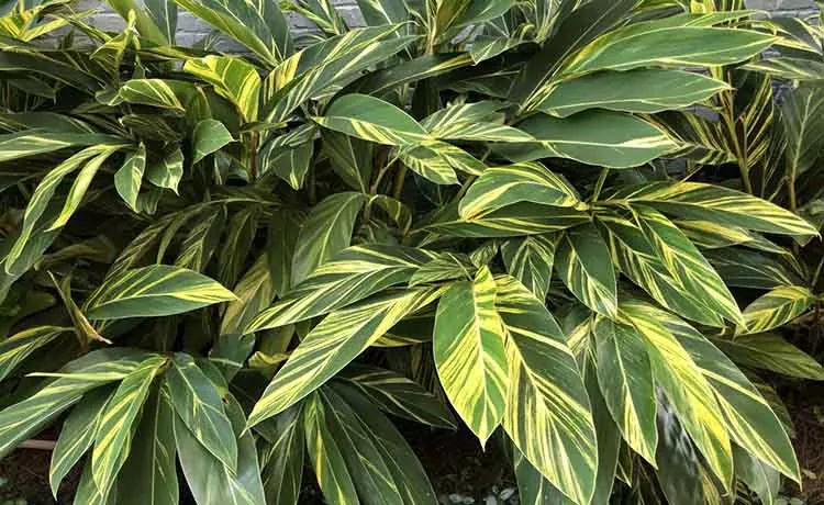 Shell Ginger-Variegated