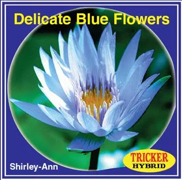 ‘Shirley Ann’ Tropical Water Lily