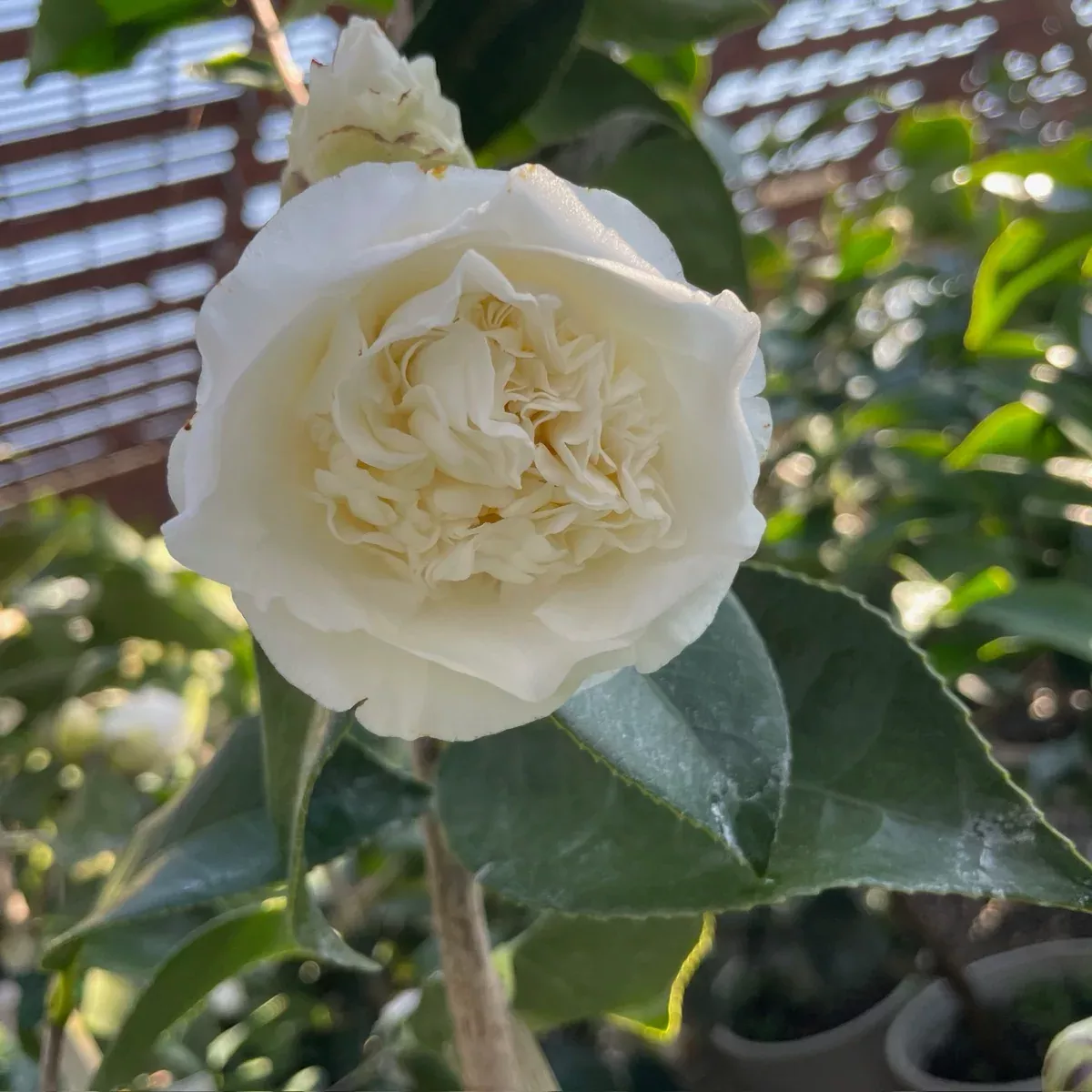 Shiro Chan Camellia