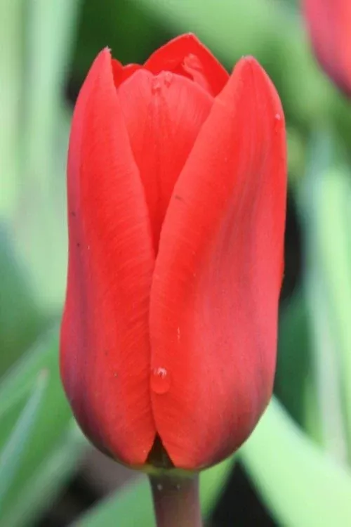 Showwinner - Tulip Bulbs