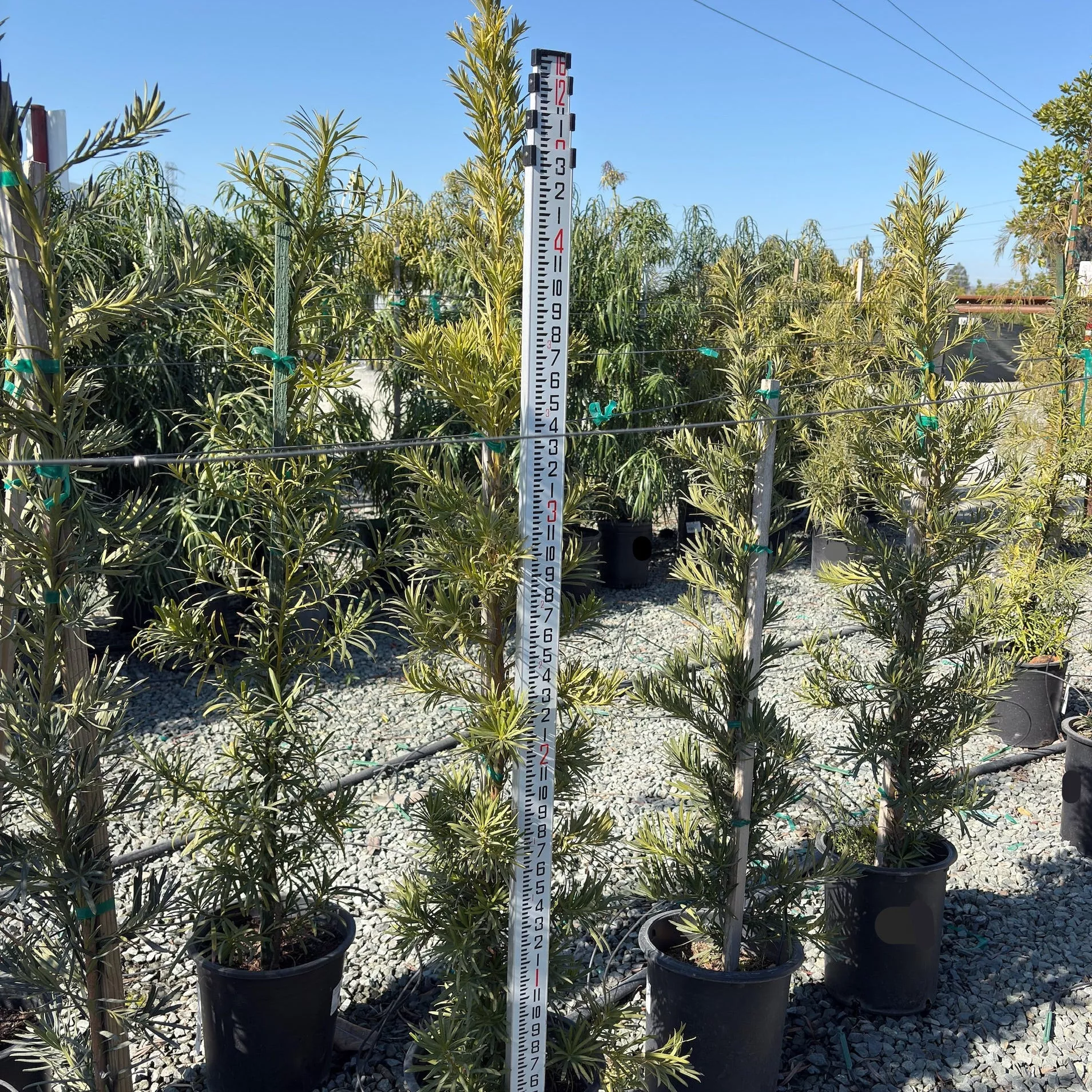 Shrubby Yew Pine