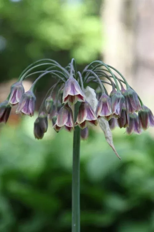 Siculum - Allium Bulbs
