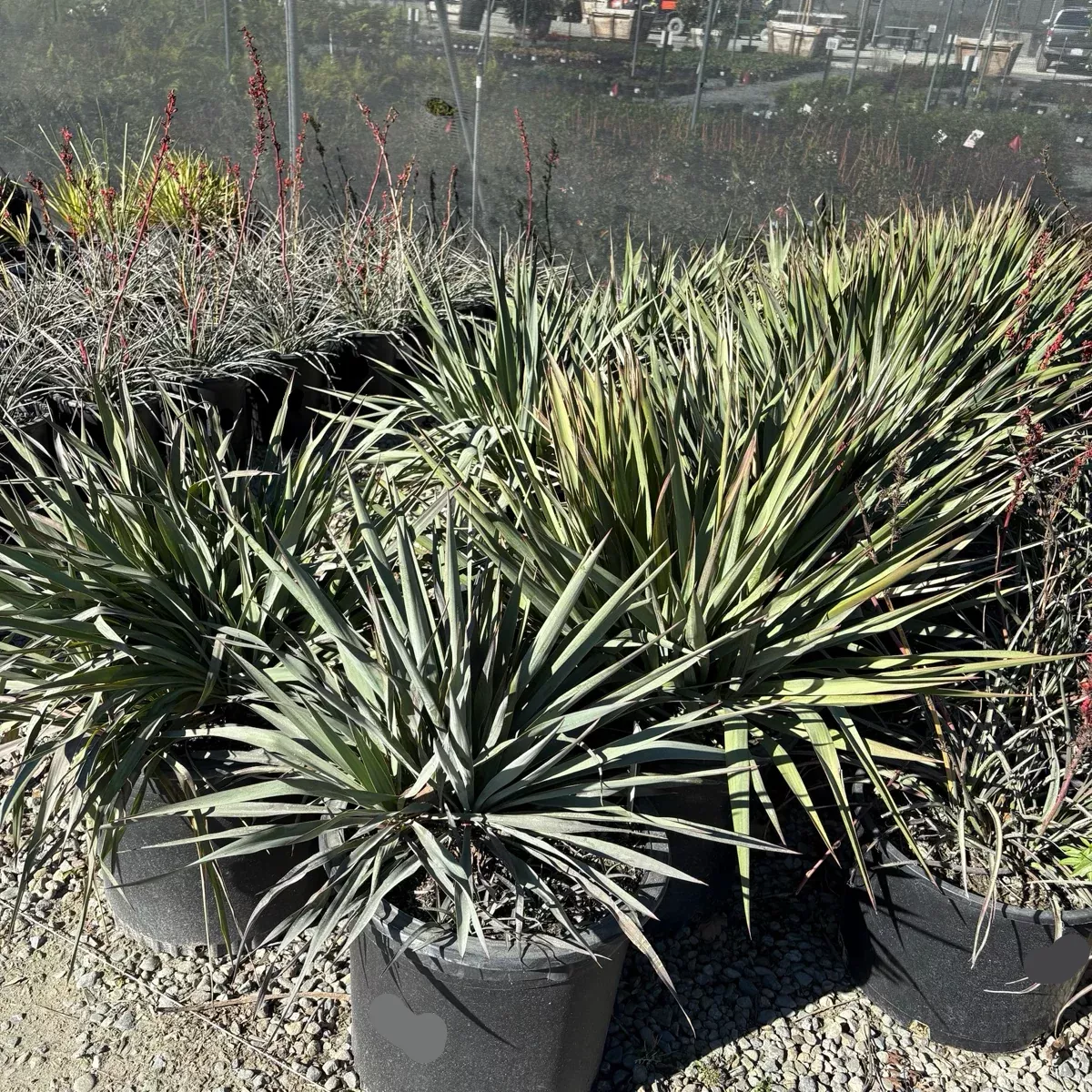 Silver Anniversary Yucca