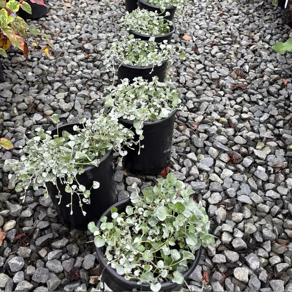 Silver Falls Dichondra
