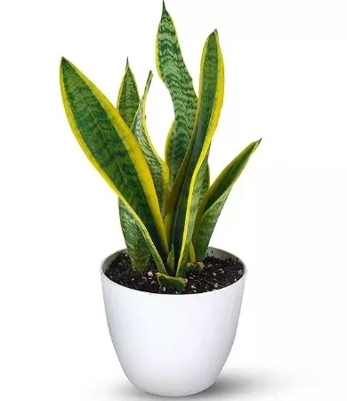 Snake Plant Variegated