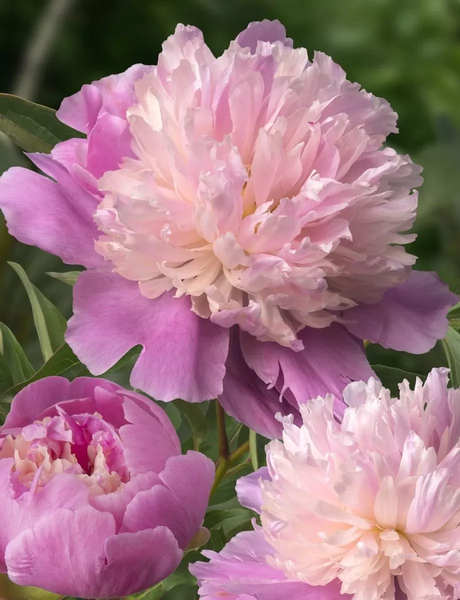Sorbet - Peony Bulbs