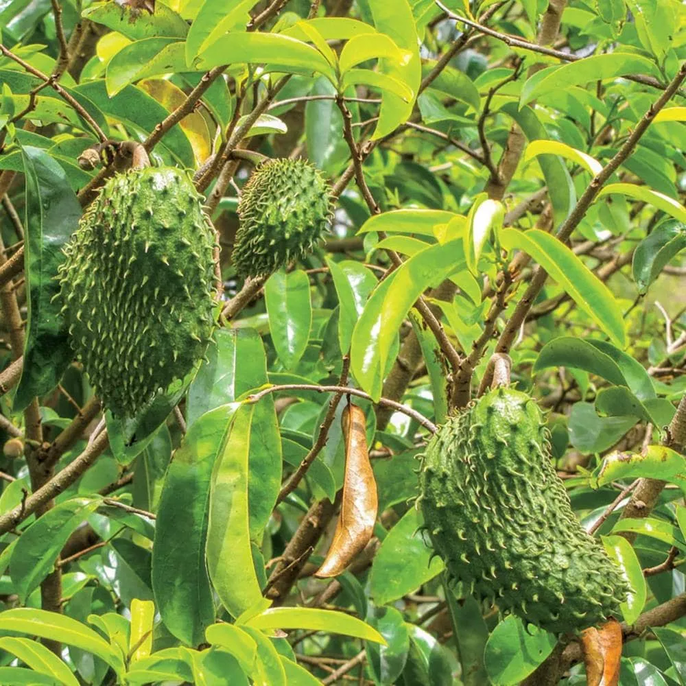 Soursop (Guanabana) Tree