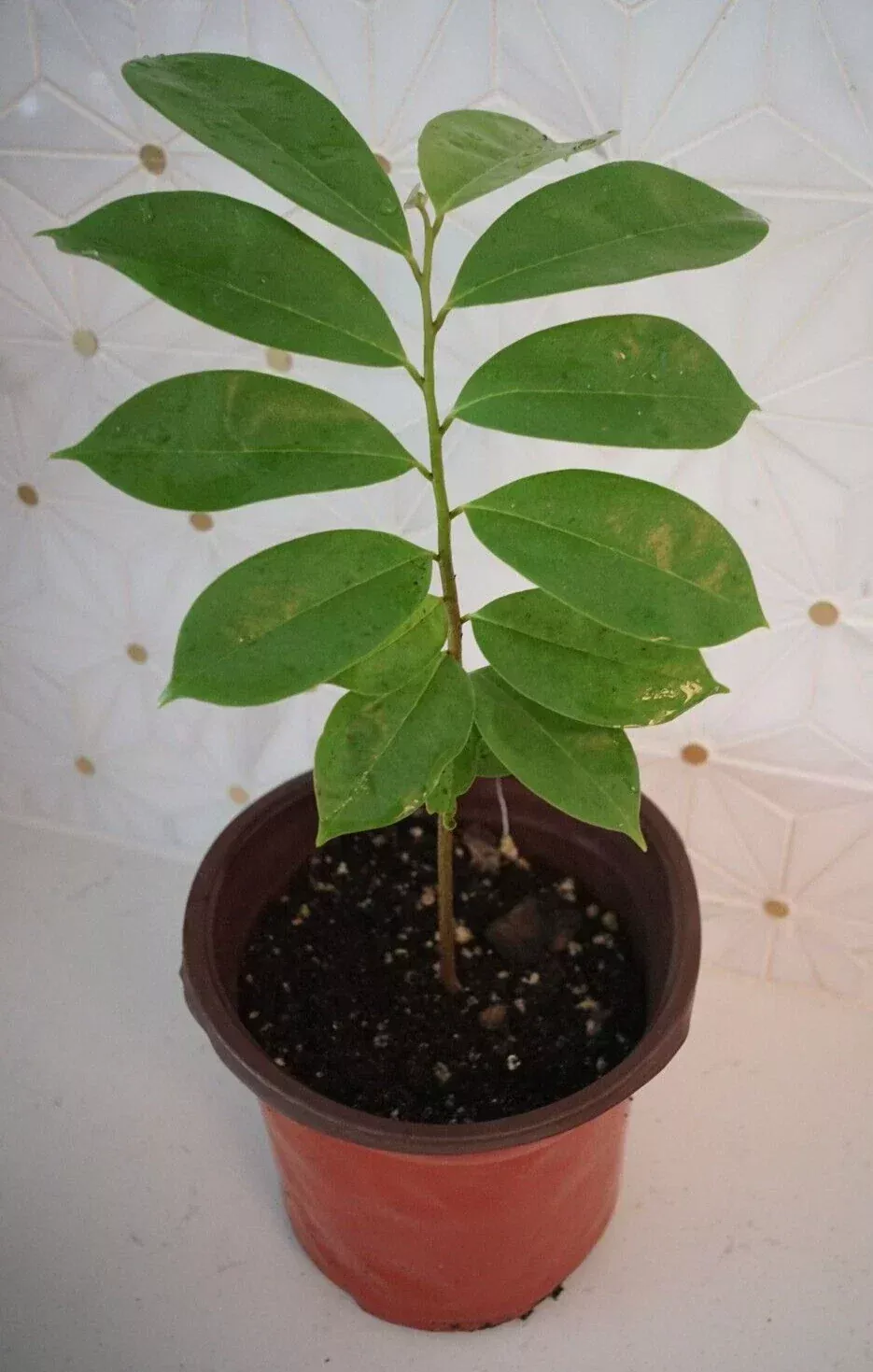 Soursop Tree 5