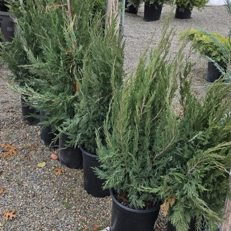 Spartan Juniper