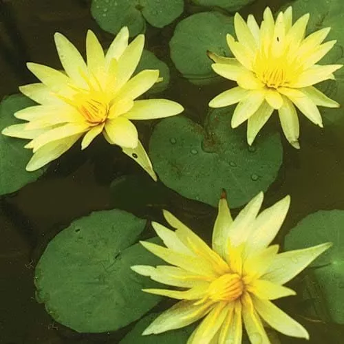 ‘St Louis Gold’ Pygmy Tropical Water Lily