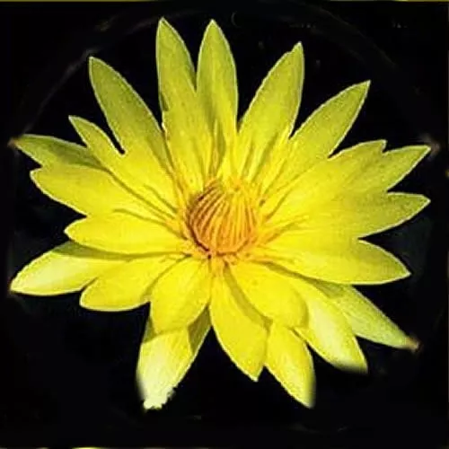 ‘St. Louis’ Tropical Water Lily