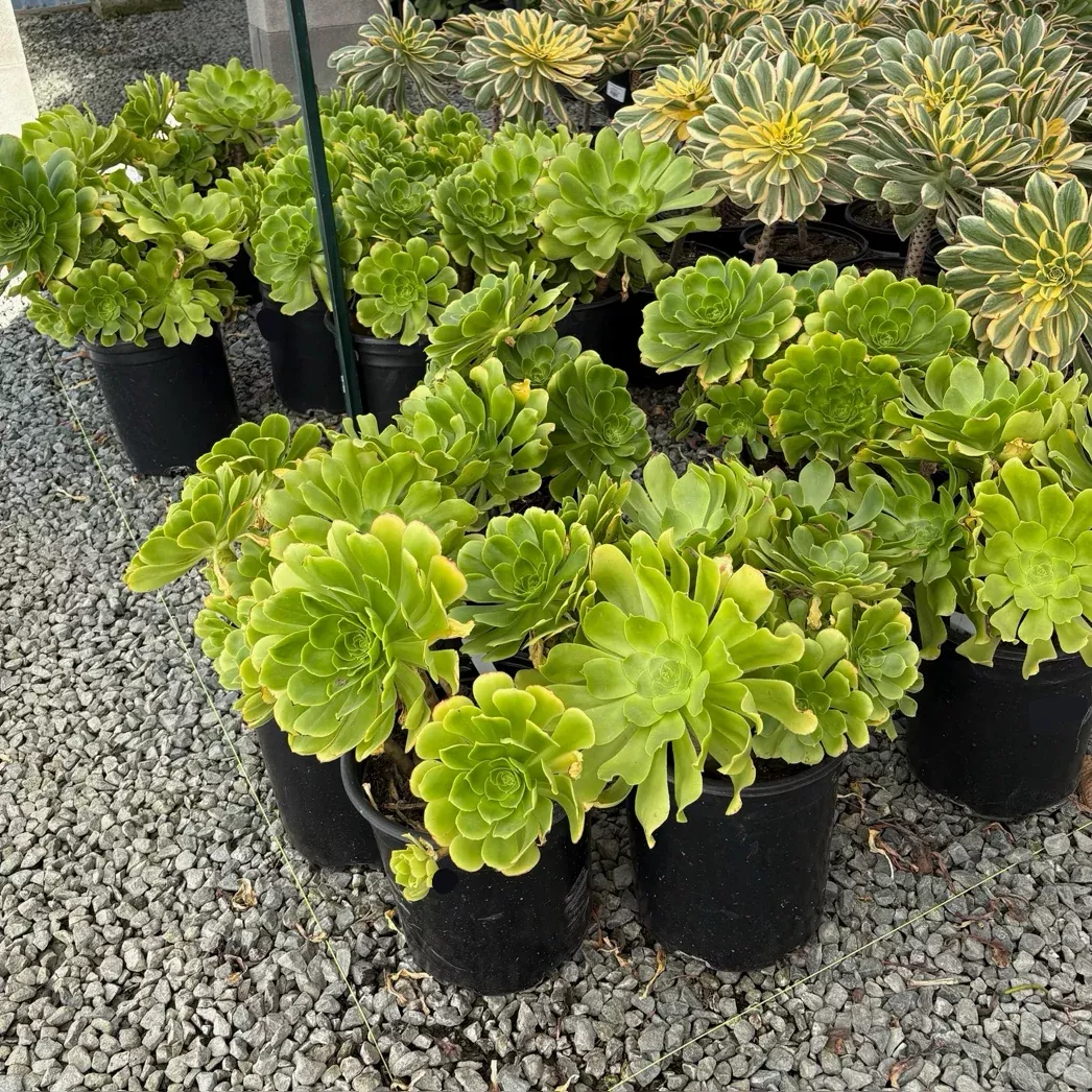 Stalked Aeonium