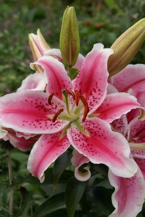 Stargazer - Lily Bulbs