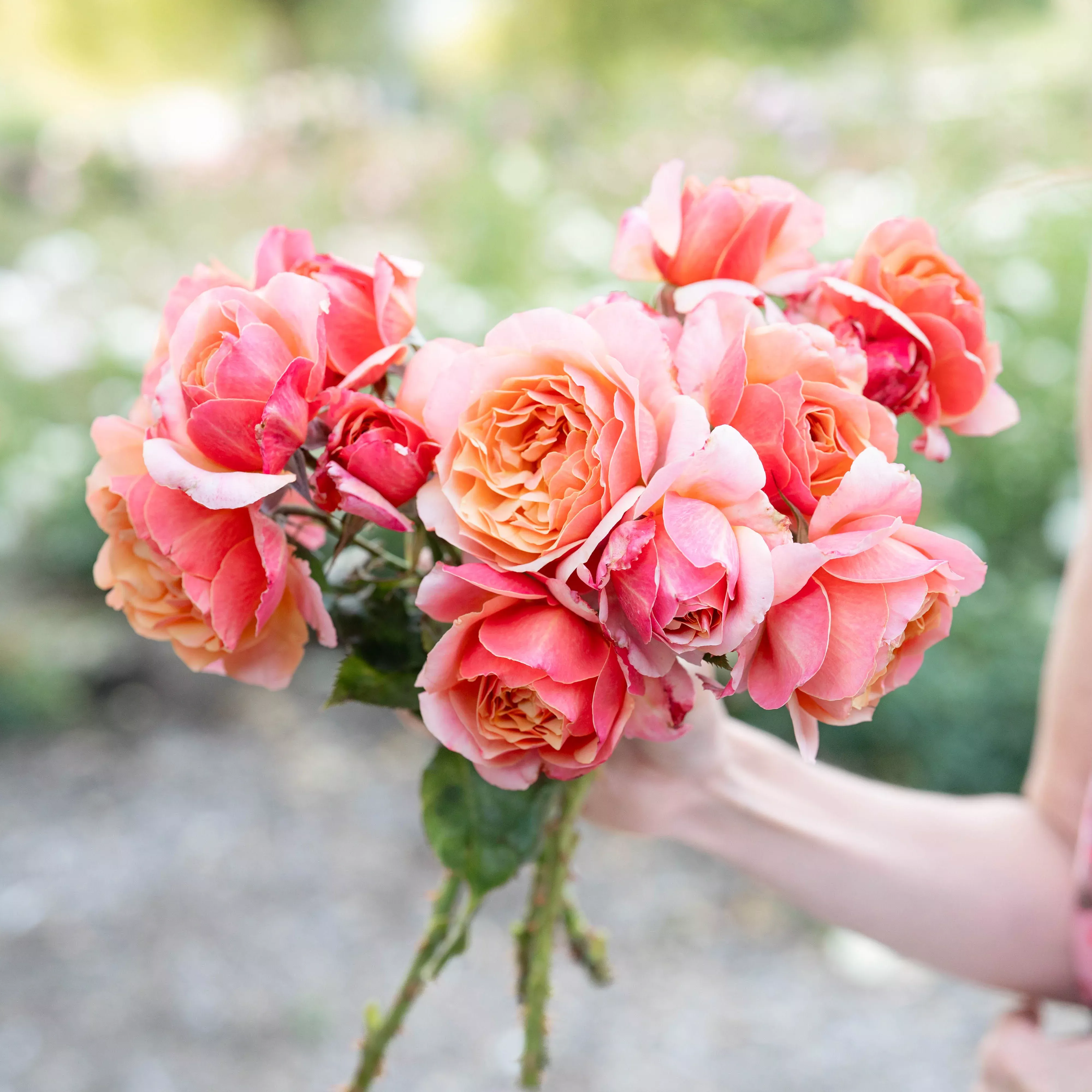 State of Grace ™ Potted Rose Bush