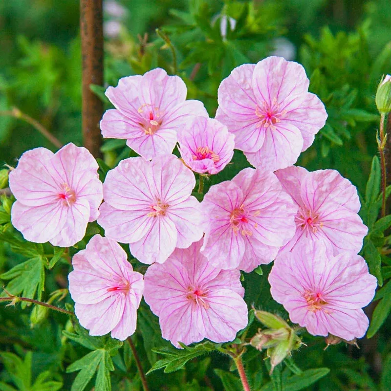 Striatum Hardy Geranium - Breck's Flower Bulbs