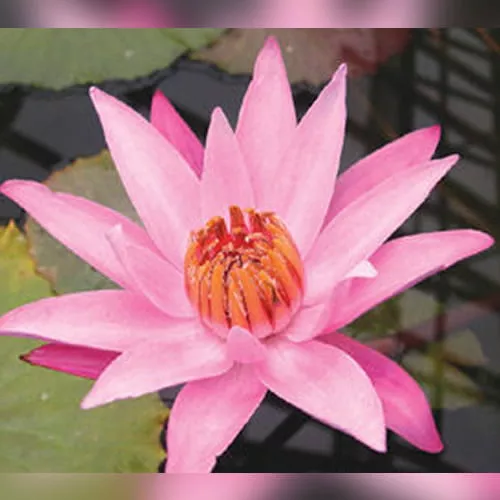 ‘Sturtevant’ Night-Blooming Tropical Water Lily
