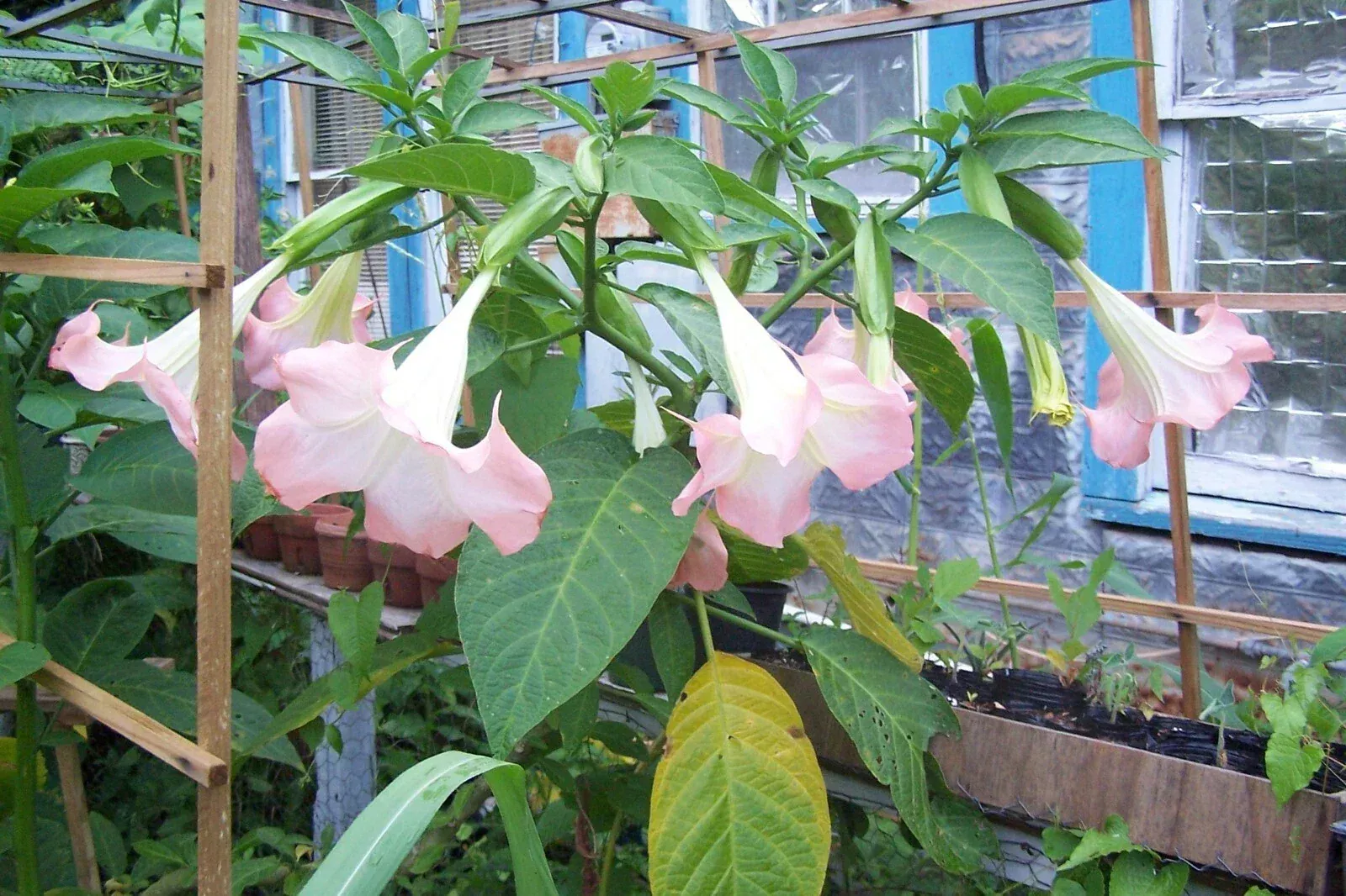 Suaveolens Pink Angel Trumpet Cuttings - 4 Stem Set