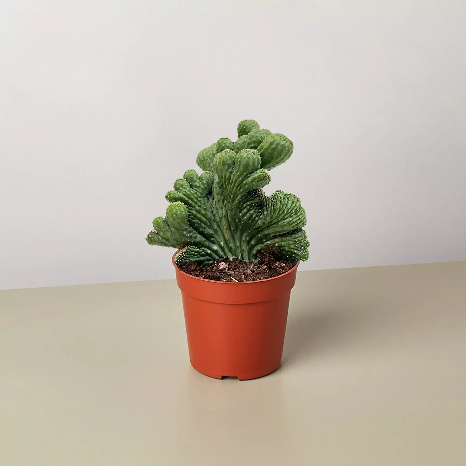 Succulent Cereus Coral Green
