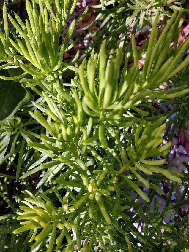 Succulent Cutting 4