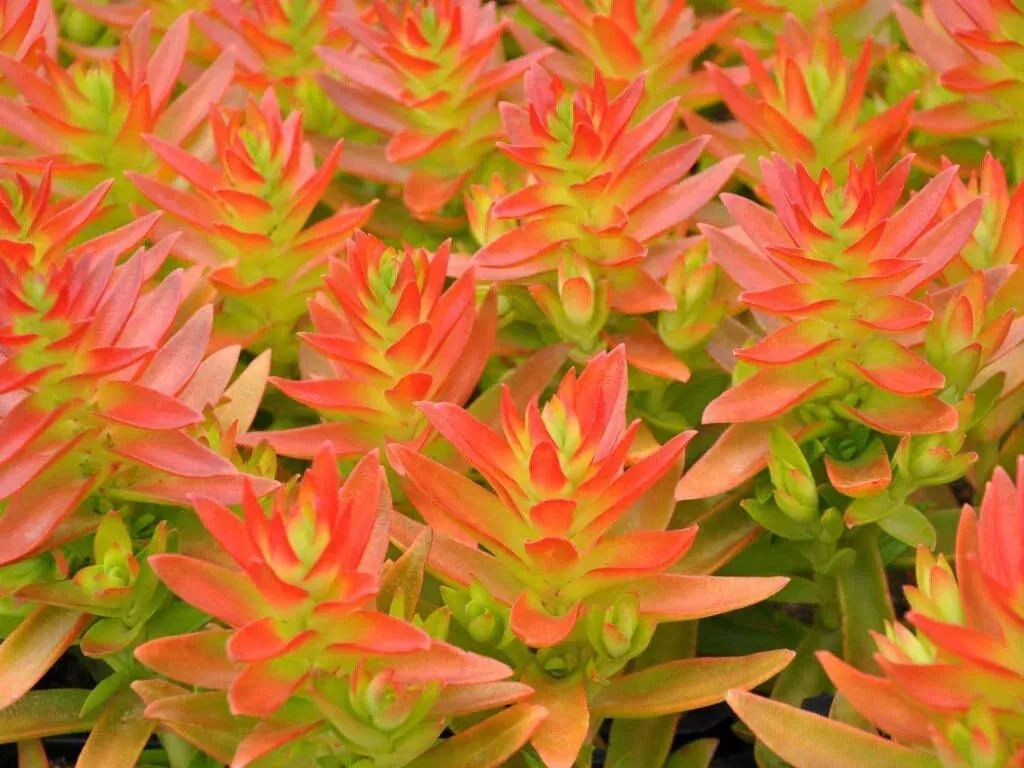 Succulent Cuttings 2