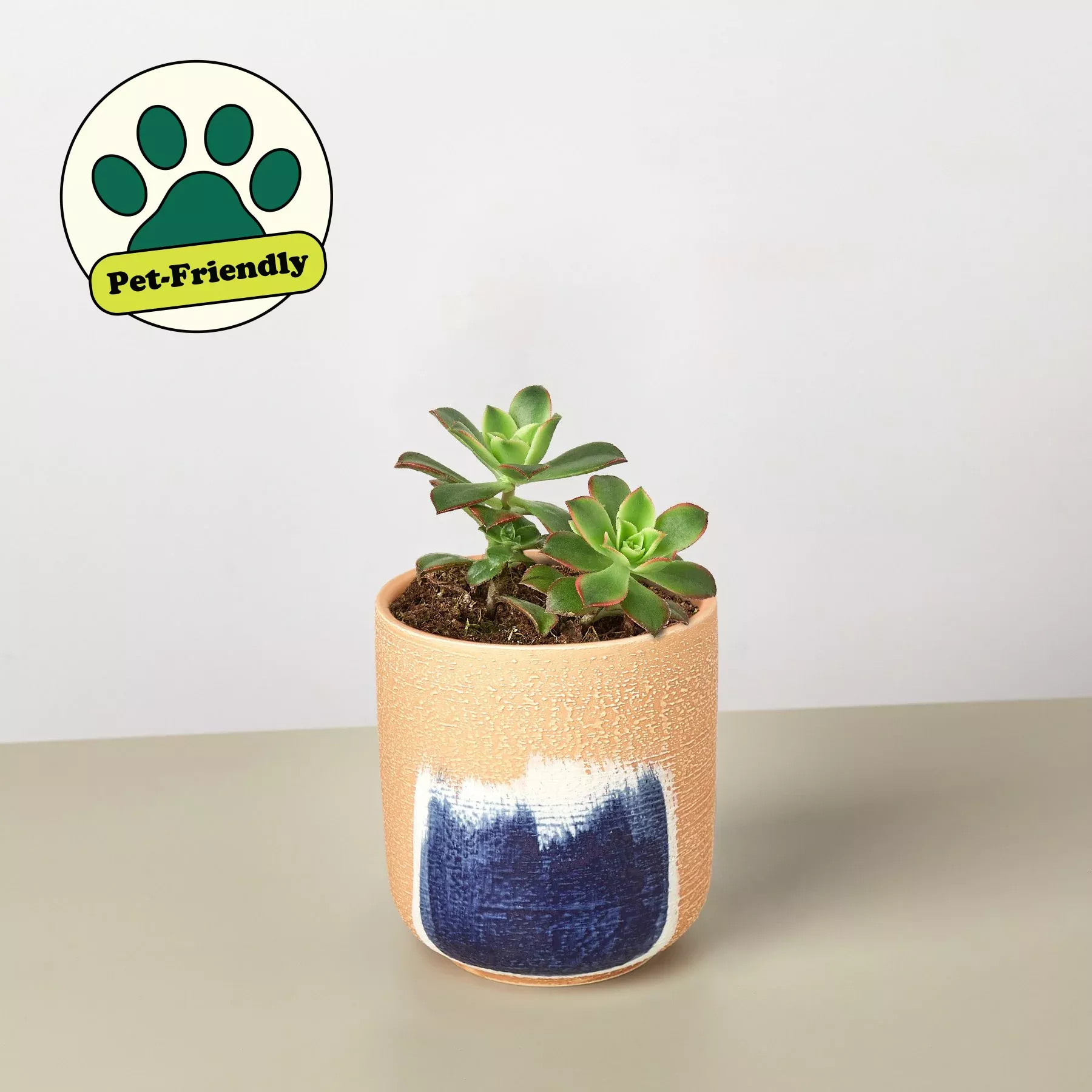 Succulent 'Kiwi'