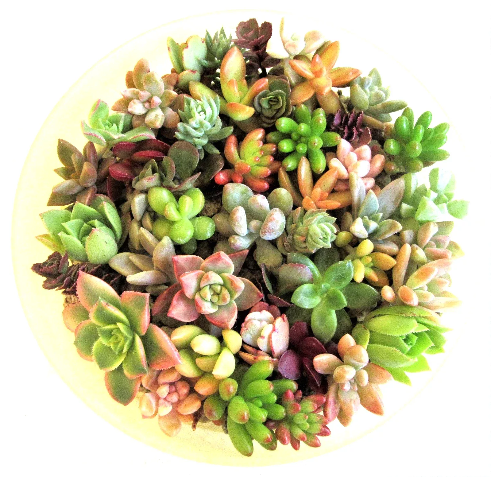 Succulent Rosette Cuttings – 30+ Varieties, 1-2
