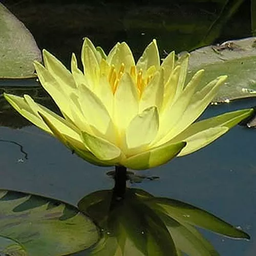 ‘Sulphurea’ Hardy Water Lily