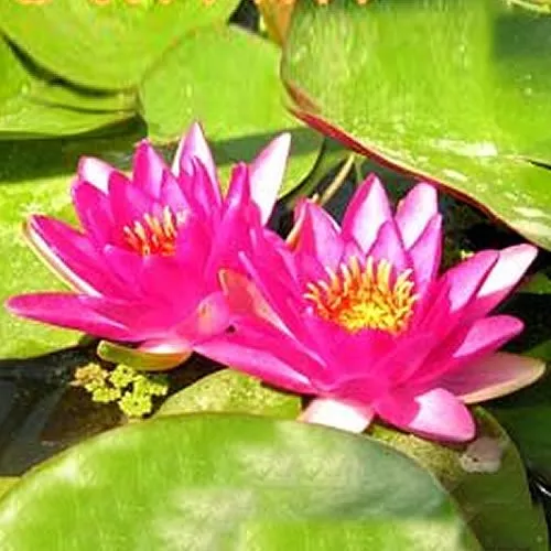 ‘Sultan’ Hardy Water Lily
