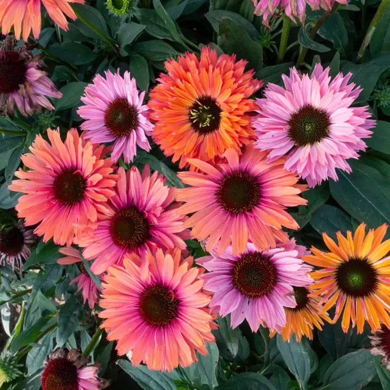 SunSeekers Rainbow Coneflower - Breck's Flower Bulbs