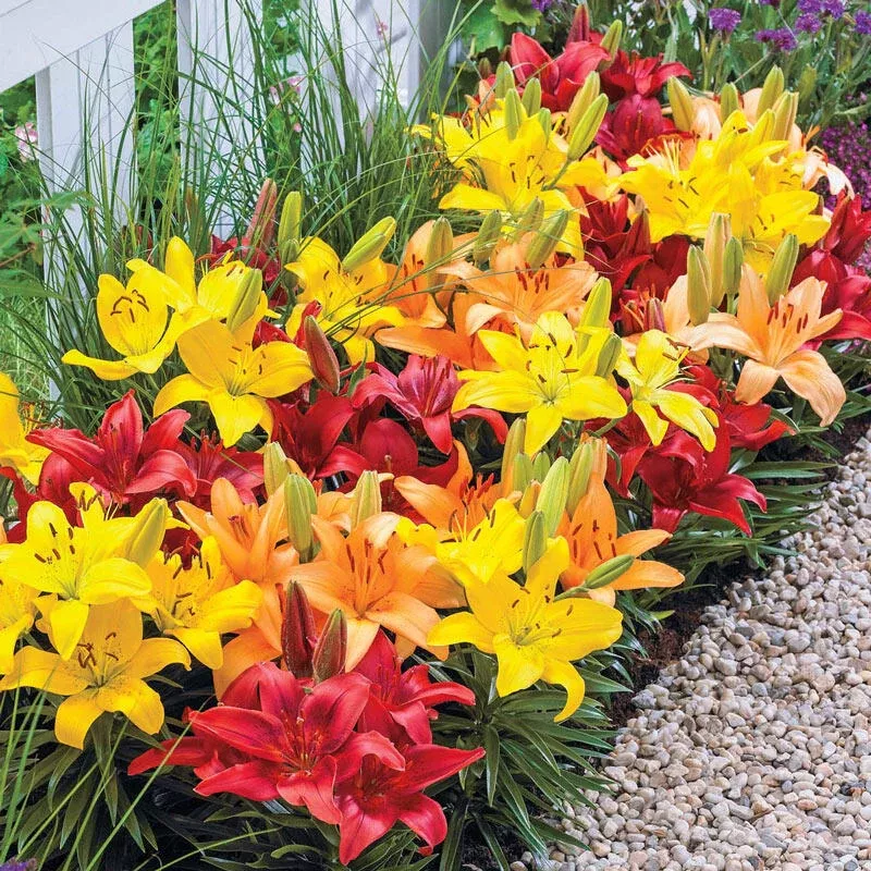 Sunset Carpet Border Lily⢠Mixture - Breck's Flower Bulbs