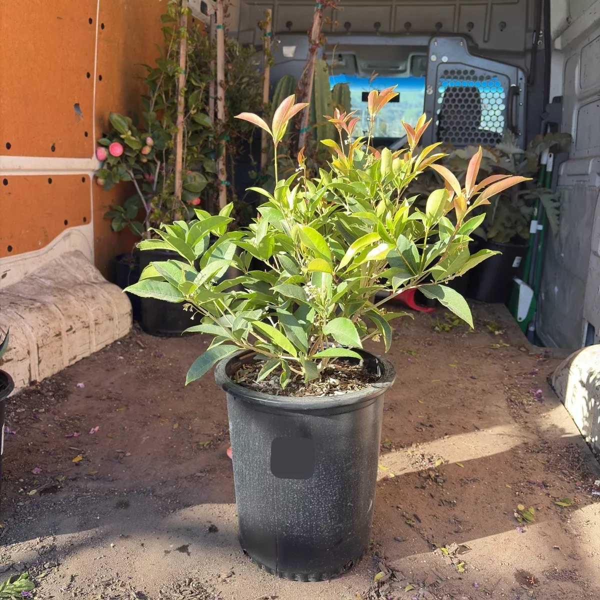 Sweet Tea Olive