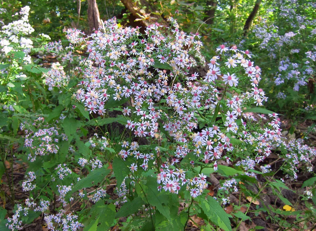 Symphyotrichum cordifolium Seeds