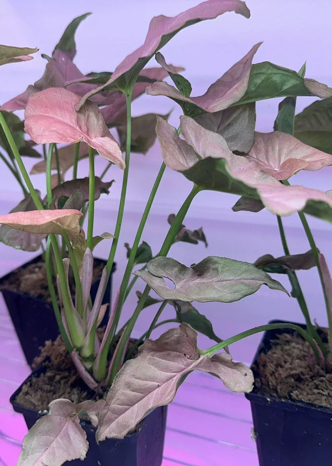 Syngonium