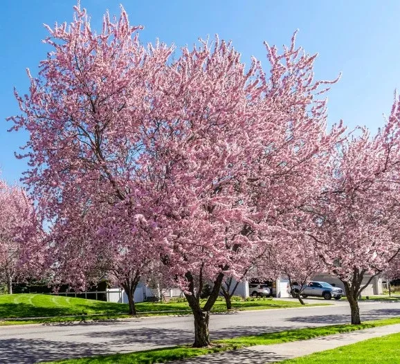 Taiwan Flowering Cherry Tree