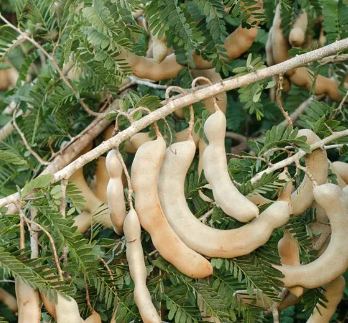 Tamarind-Sweet Tree