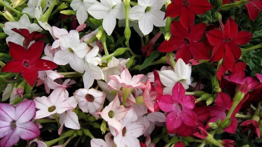 Tobacco Jasmine Seeds 1000 Count