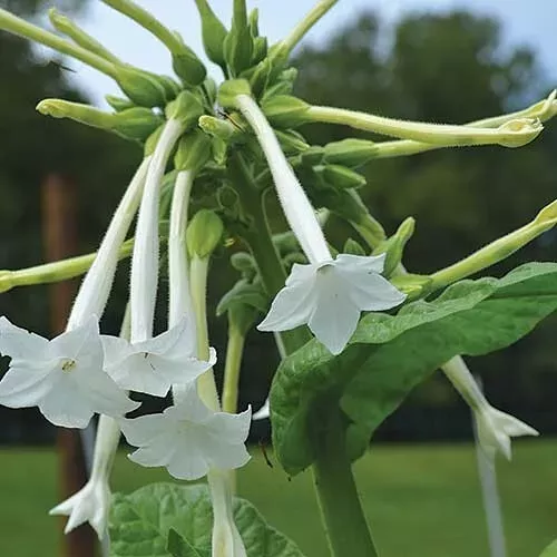 Tobacco Seed Collection 5 Varieties