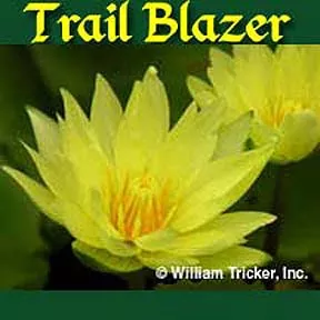 ‘Trail Blazer’ Tropical Water Lily