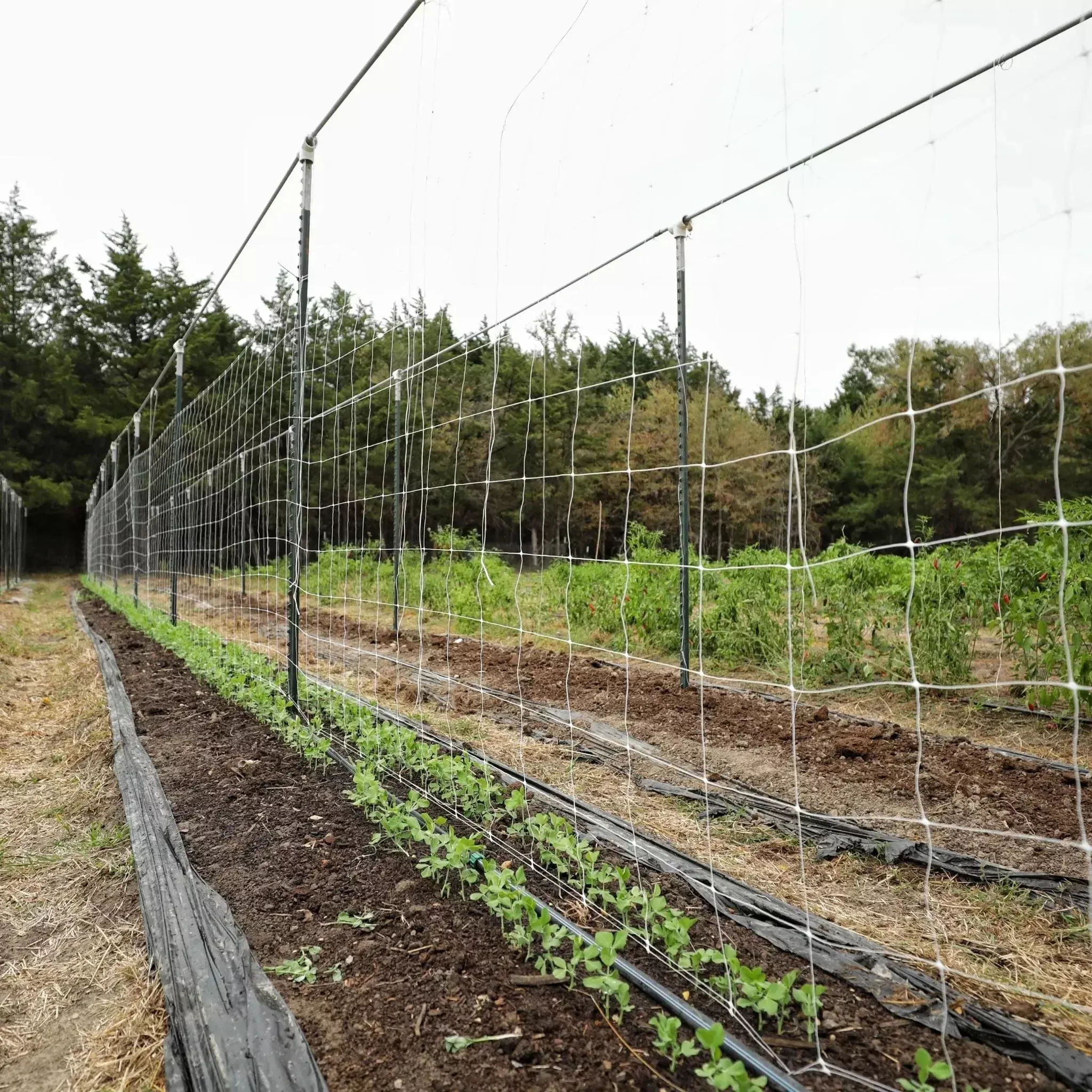 Trellis Netting