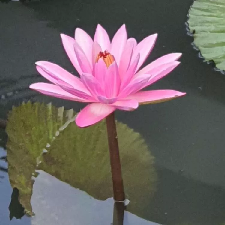 ‘Trickeri’ Night-Blooming Tropical Water Lily