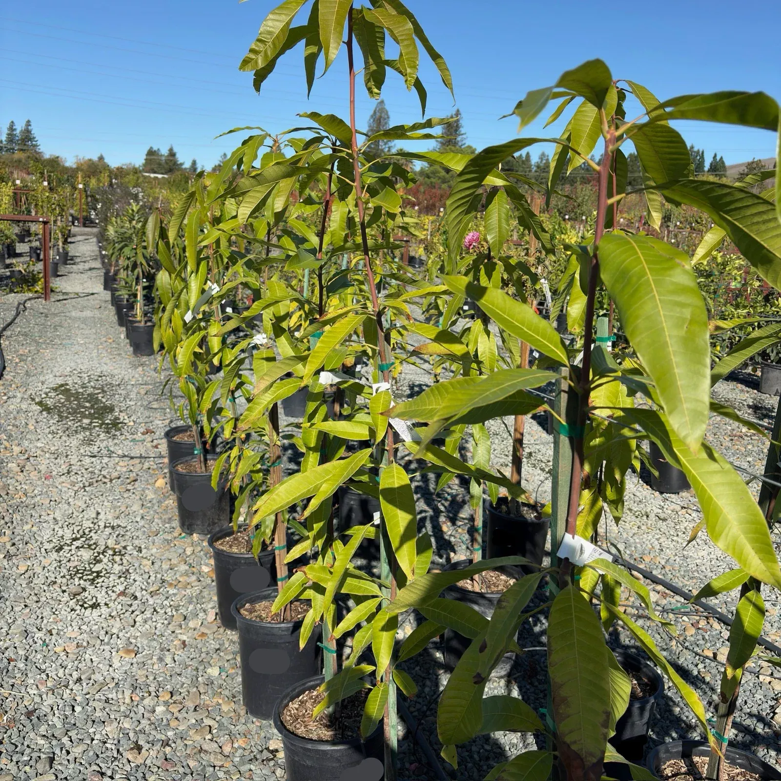Triple Time Mango Tree