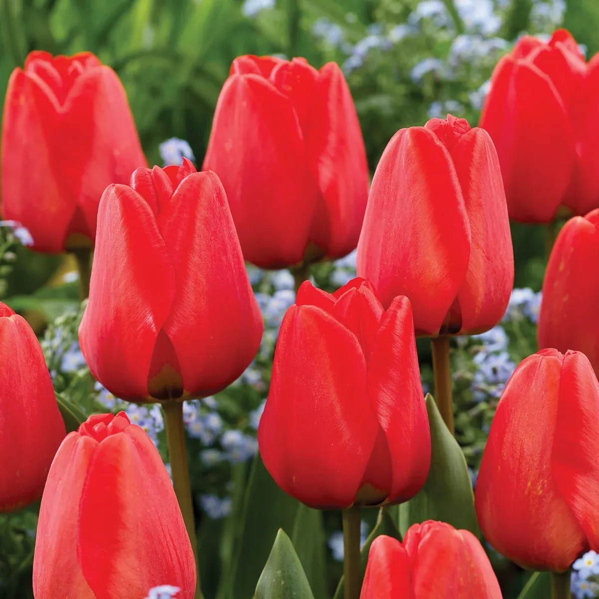 Tulip - Apeldoorn