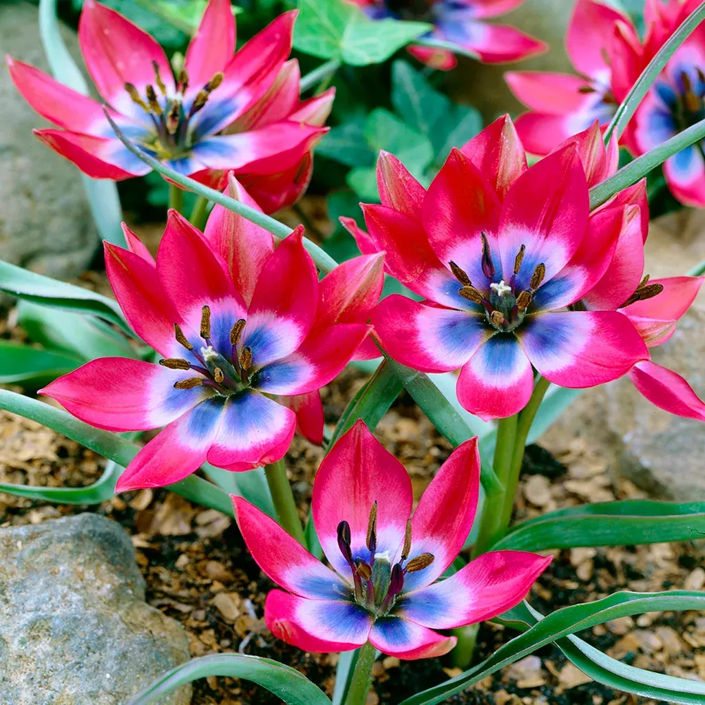 Tulip - Little Beauty