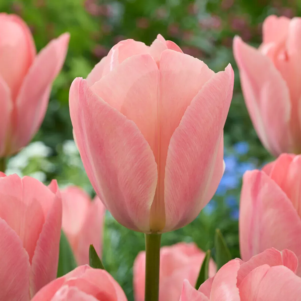 Tulip - Mystic van Eijk