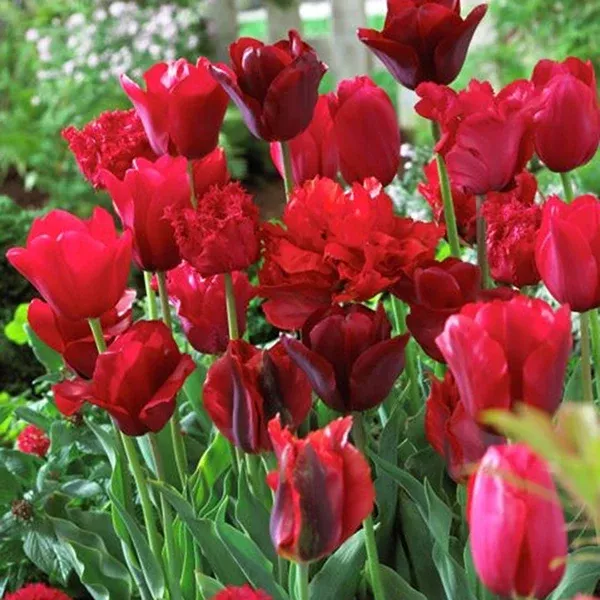 Tulip - Non-Stop Red Blend