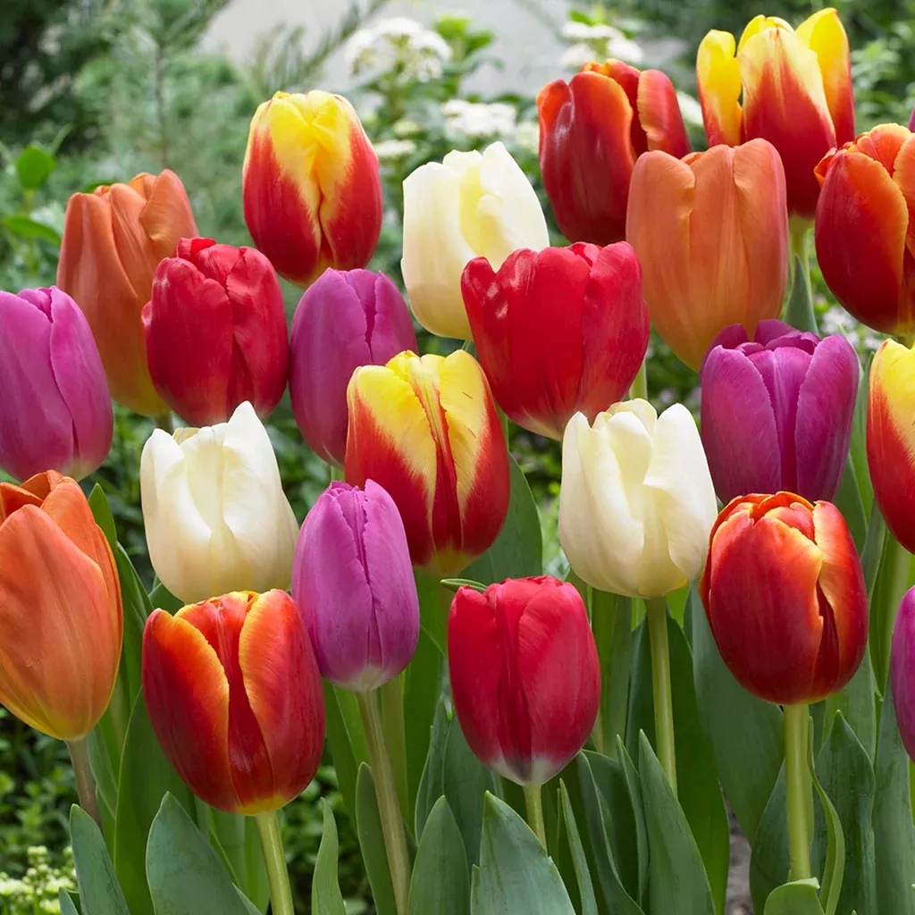 Tulip - Triumph Mix