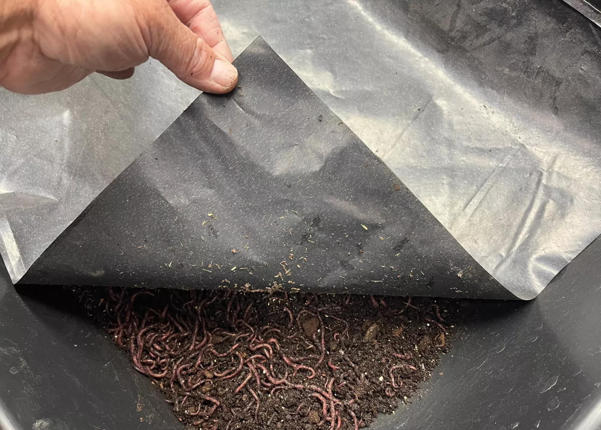 Utah Worm Plastic Worm Bin Covers